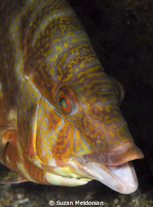 Hogfish chatter-talking! by Suzan Meldonian 